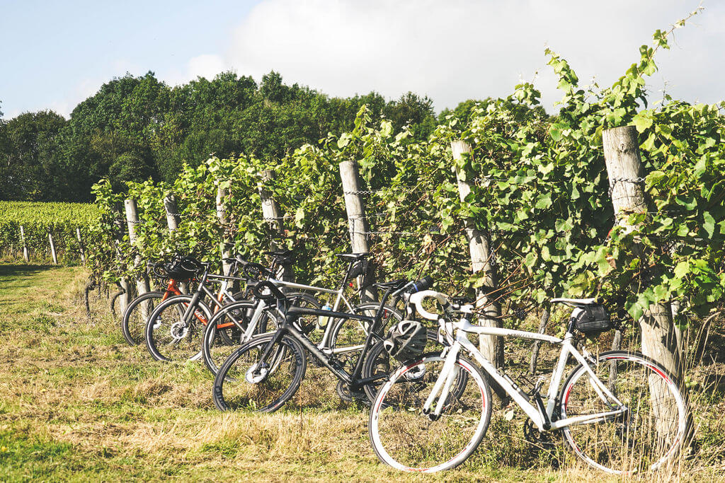 Bikes lined up at the vineyard