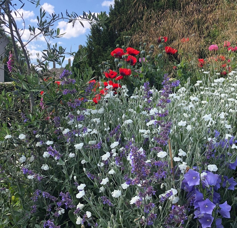 Amberley Gardens - Floral Scene