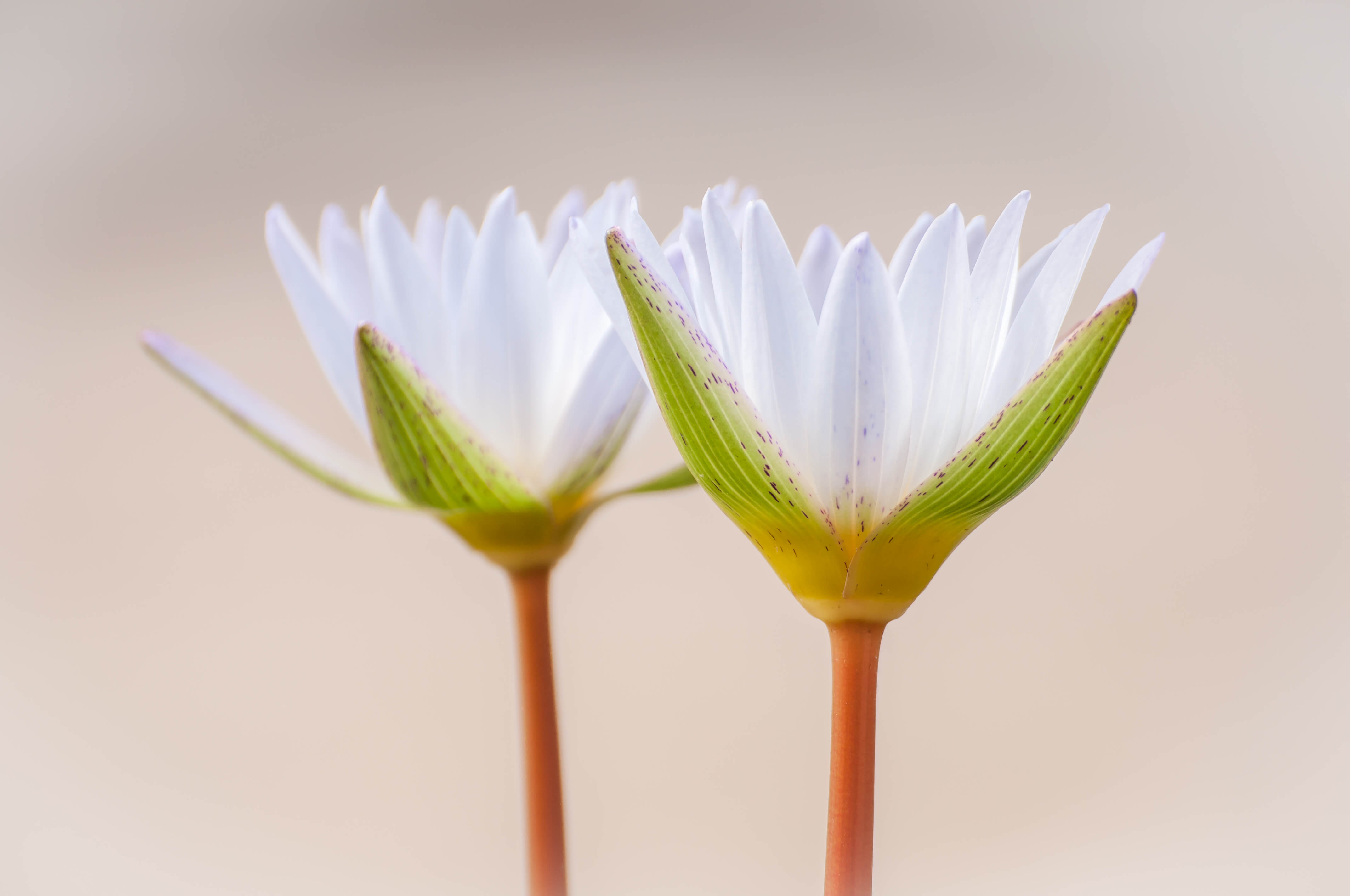 Image of two white lilies standing together like twins