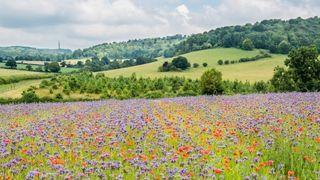A wide panoramic view of a rolling green countryside, with a vibrant field of purple wildflowers and red poppies in the foreground and a dense forest covering the hills in the background.